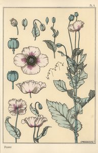 Botanical Illustration of the Poppy, with Flower Parts, Opium Pod