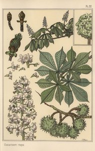Chestnut tree botanical study