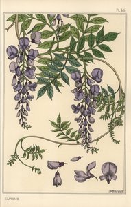 Glycine botanical study by Eugene Grasset
