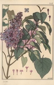 Lilac Botanical Study