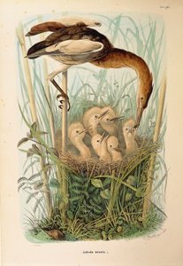 Illustration from Eugenio Bettoni