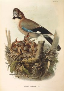 Illustration from Eugenio Bettoni