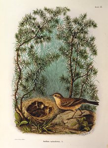 Illustration from Eugenio Bettoni