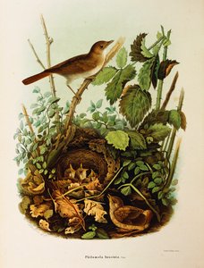 Illustration from Eugenio Bettoni