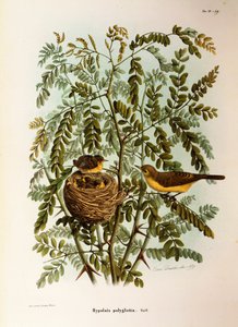 Illustration from Eugenio Bettoni