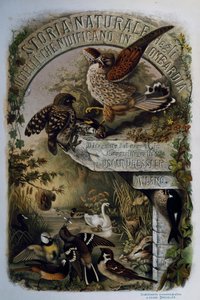 Title page of Natural History of Birds that nest in Lombardy, engraving by Oscar Dressler, Italy by Eugenio Bettoni, Oscar Dressler
