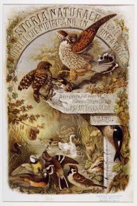 Frontispiece from Natural History of Birds that Nest in Lombardy by Eugenio and Dressler Oscar  Bettoni