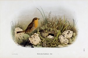 Representation of Red Gorge (Rubecula familiaris)
