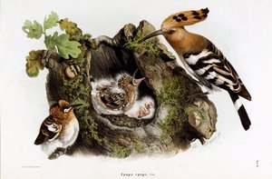 Representation of the Hoopoe (Upupa epops) by Eugenio and Dressler Oscar  Bettoni