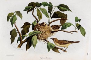 Representation of the Warbler (Hipolais salicaria)