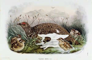 Representation of the Partridge (Partridge or Lagopus mutus)