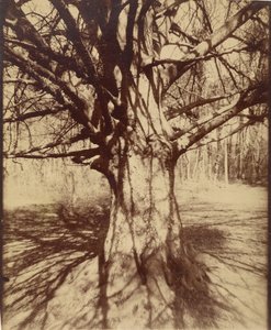 Tree (Garche) Beech by Eugène Atget