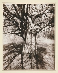 Beech Tree by Eugène Atget