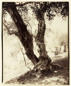 Olivier, Nice by Eugène Atget