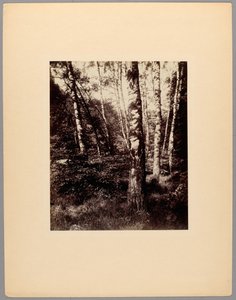 Park of Saint-Cloud by Eugène Atget