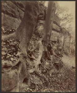 Parc de Saint-Cloud by Eugène Atget