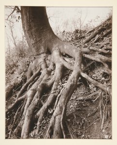 Saint-Cloud by Eugène Atget