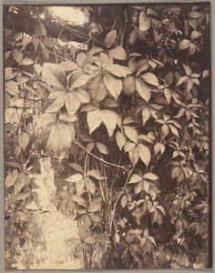Virginia Creeper by Eugène Atget