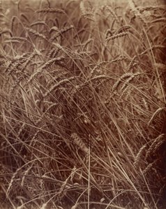 Wheat by Eugène Atget
