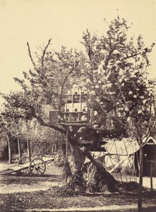 Pigeon House in Tree