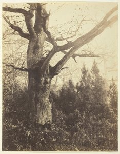 Untitled [Tree] by Eugène Cuvelier