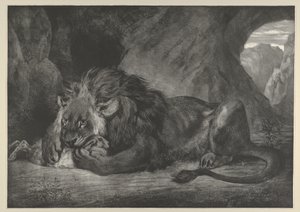 Lion of the Atlas Mountains, 1829-30