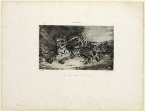 Young Tiger Playing with its Mother