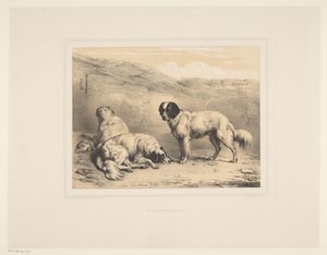 Three Dogs by Eugène Verboeckhoven
