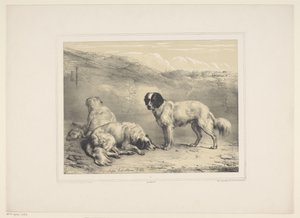 Three Dogs by Eugène Verboeckhoven
