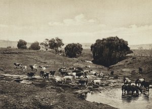 Australia, Cattle, Queensland by European Photographer
