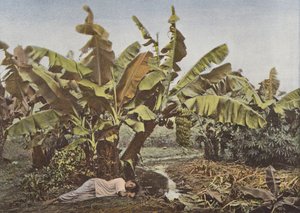 Banana Tree and Cassava by European Photographer