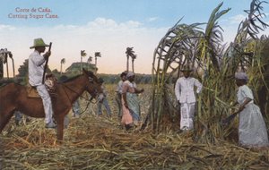 Havana, Cuba: Cutting Sugar Cane