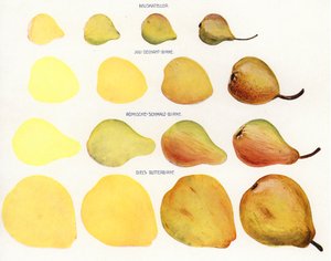 Painting Marzipan Fruits by European Photographer