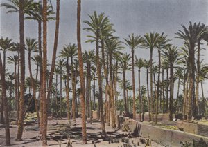 Palm Trees of the Vautiers House