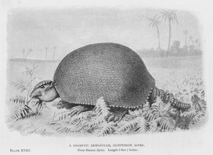 A Gigantic Armadillo, Glyptodon Asper