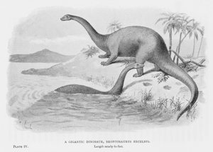 A Gigantic Dinosaur, Brontosaurus Excelsus