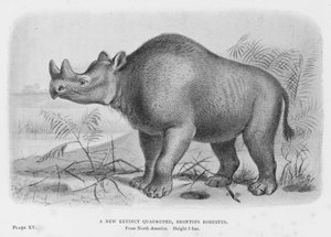 A New Extinct Quadruped, Brontops Robustus