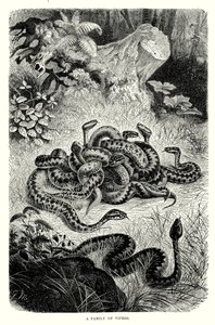 A Family of Vipers