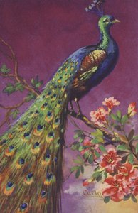 A Peacock Sitting in a Tree with Flowers