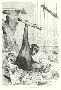 A Young Chimpanzee by European School