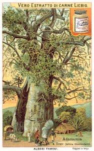 Adansonia Tree in Togo by European School