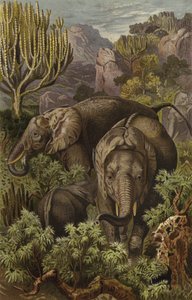 African Elephant by European School