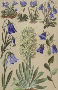 Alpine flora
