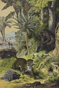 Animals and plants of Equatorial Guinea