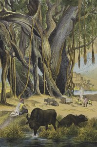 Animals and plants of India by European School