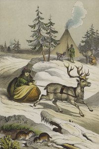 Animals and Plants of Lapland by European School
