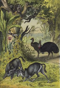 Animals and plants of Southern Asia by European School