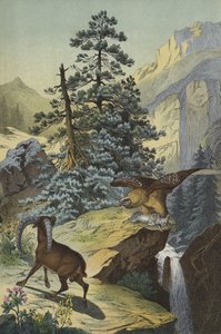 Animals and plants of the Alps by European School