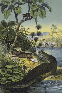 Animals and Plants of the Valley of the Nile