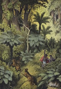 Animals and plants of the coastal forests of Australia